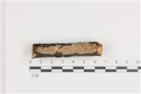 藏品(射脈菌屬)的圖片