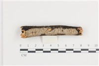 藏品(射脈菌屬)的圖片