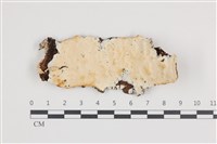 藏品(骨皮菌屬)的圖片