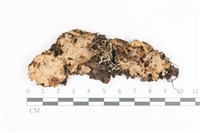 藏品(韌革菌屬)的圖片