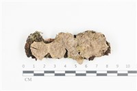 藏品(附毛菌屬)的圖片