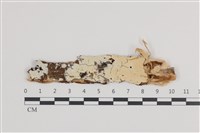 藏品(顯絲菌屬)的圖片