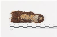 藏品(射脈菌屬)的圖片