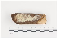 藏品(剛毛絲皮菌)的圖片