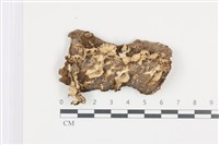 藏品(煙管菌)的圖片