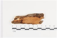 藏品(顯絲菌屬)的圖片