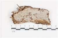 藏品(刺革菌屬)的圖片