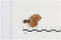 藏品(乳菇屬)的圖片