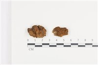 藏品(有害木層孔菌)的圖片