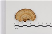 藏品(栓菌屬)的圖片