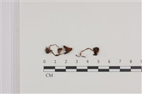 藏品(鬼傘屬)的圖片