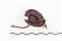 藏品(相鄰小孔菌)的圖片