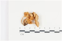 藏品(利氏小菇)的圖片