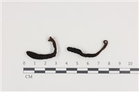 藏品(炭角菌屬)的圖片