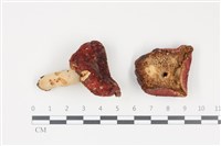 藏品(紅菇屬)的圖片