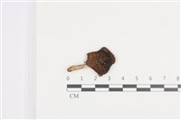 藏品(紅菇屬)的圖片