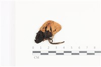 藏品(鬼傘屬)的圖片