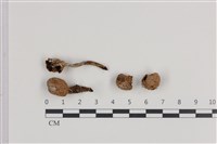 藏品(蘑菇)的圖片