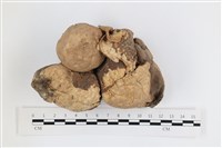 藏品(紫色禿馬勃)的圖片