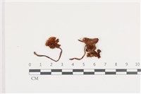 藏品(小菇屬)的圖片