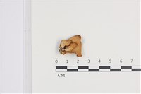 藏品(側耳屬)的圖片