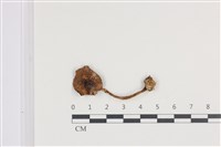 藏品(傘菌屬)的圖片