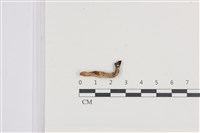 藏品(炭角菌屬)的圖片