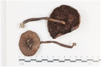 藏品(傘菌屬)的圖片