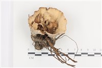 藏品(優雅波邊革菌)的圖片