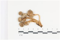 藏品(利氏小菇)的圖片