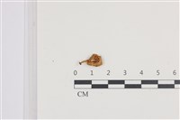 藏品(小菇屬)的圖片