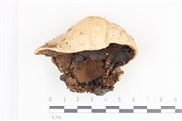 藏品(紫色禿馬勃)的圖片