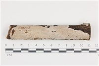 藏品(刺皮菌屬)的圖片