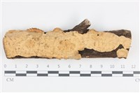 藏品(韌革菌屬)的圖片