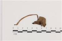 藏品(鬼傘屬)的圖片