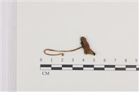 藏品(鬼傘屬)的圖片