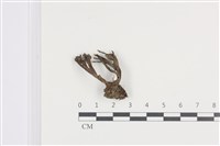 藏品(炭角菌屬)的圖片