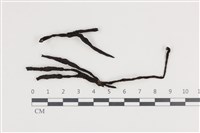 藏品(炭角菌屬)的圖片