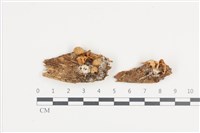 藏品(濕傘屬)的圖片