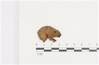 藏品(鬼傘屬)的圖片