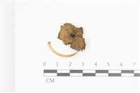 藏品(鬼傘屬)的圖片