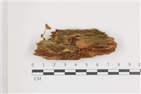 藏品(小菇屬)的圖片