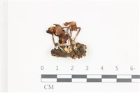 藏品(鬼傘屬)的圖片