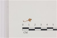 藏品(鬼傘屬)的圖片