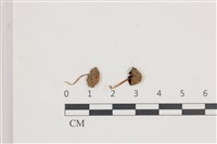 藏品(鬼傘屬)的圖片