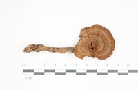 藏品(假芝屬)的圖片