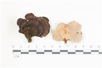 藏品(雲芝)的圖片