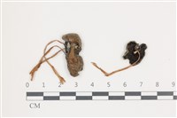 藏品(鬼傘屬)的圖片