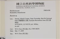 藏品(紅菇屬)的圖片