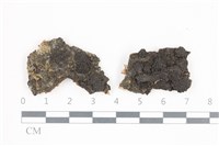 藏品(炭角菌屬)的圖片